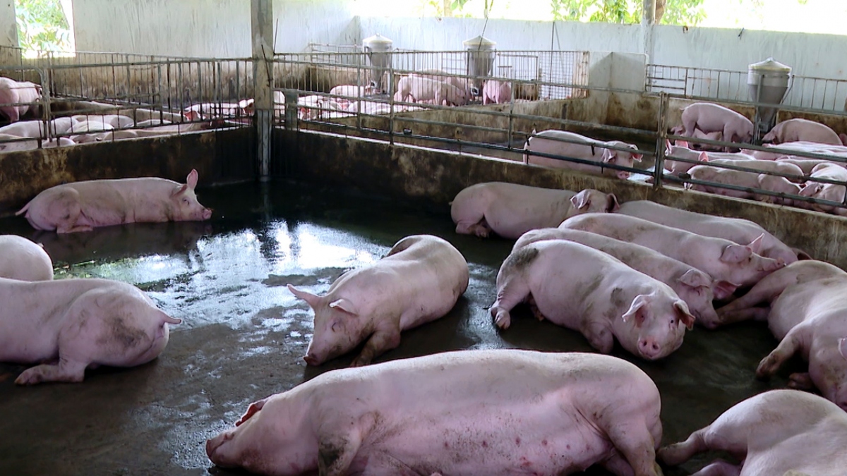 Giá lợn hơi đang có dấu hiệu tăng tại một số địa phương