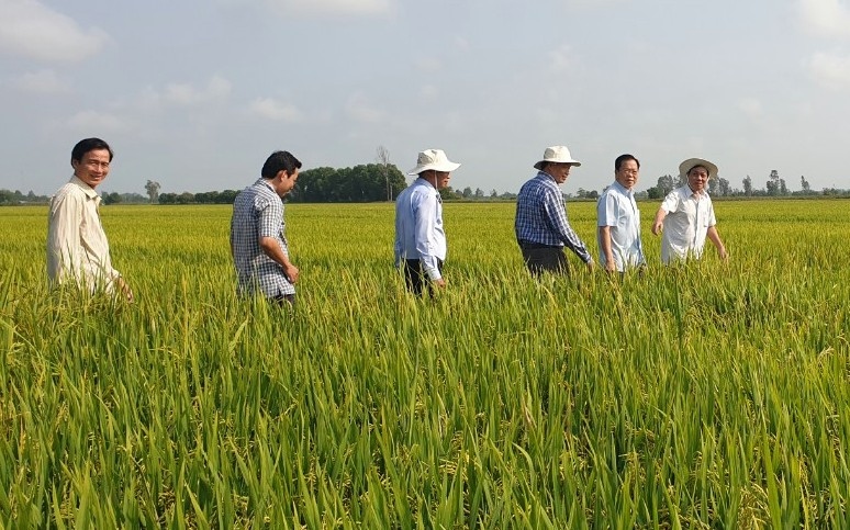 Hơn 472 triệu USD đầu tư vào hạ tầng kỹ thuật của đề án 1 triệu ha lúa ở ĐBSCL