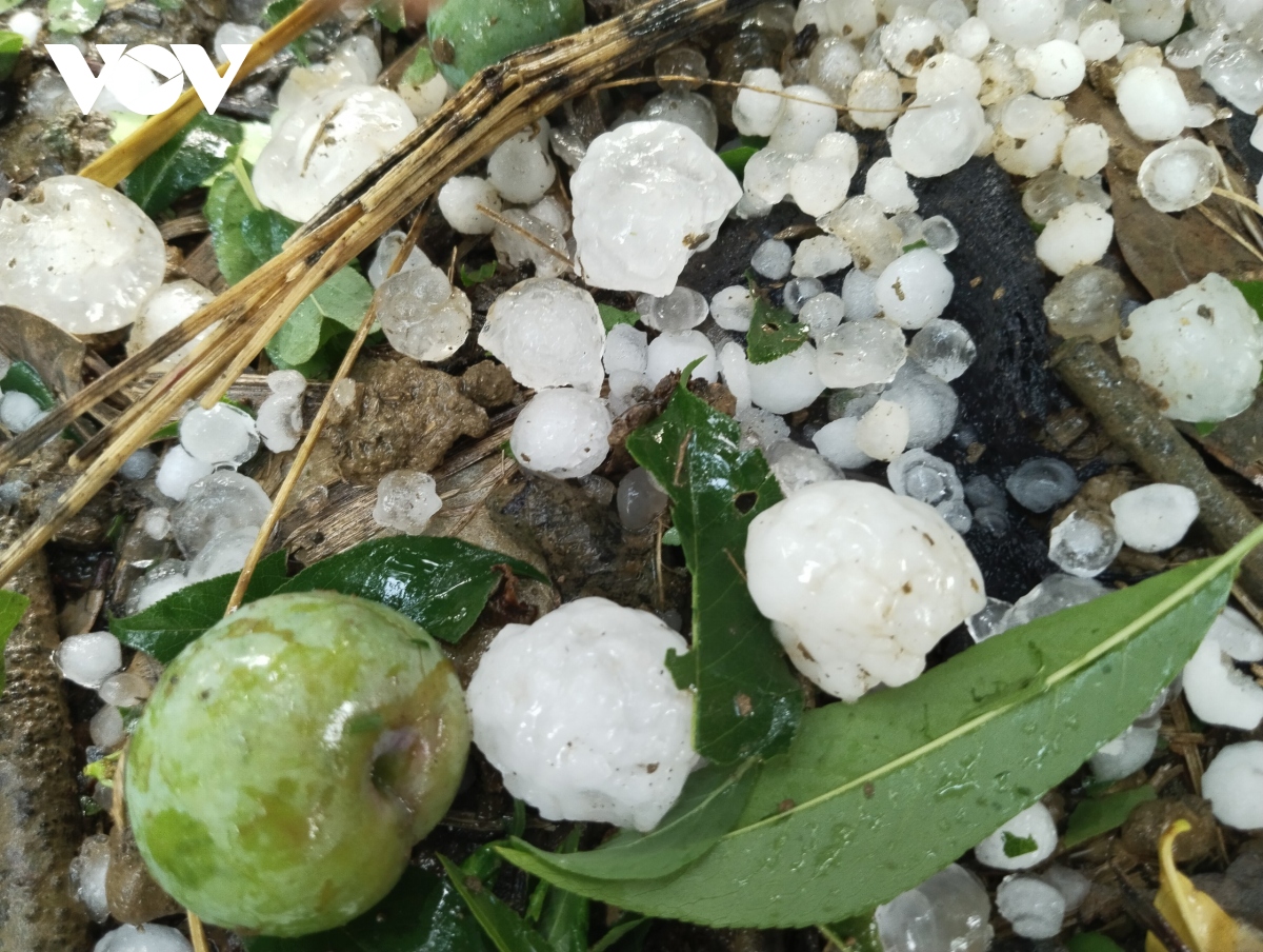 Mưa đá gây hại 2.500 ha mận hậu ở Mộc Châu