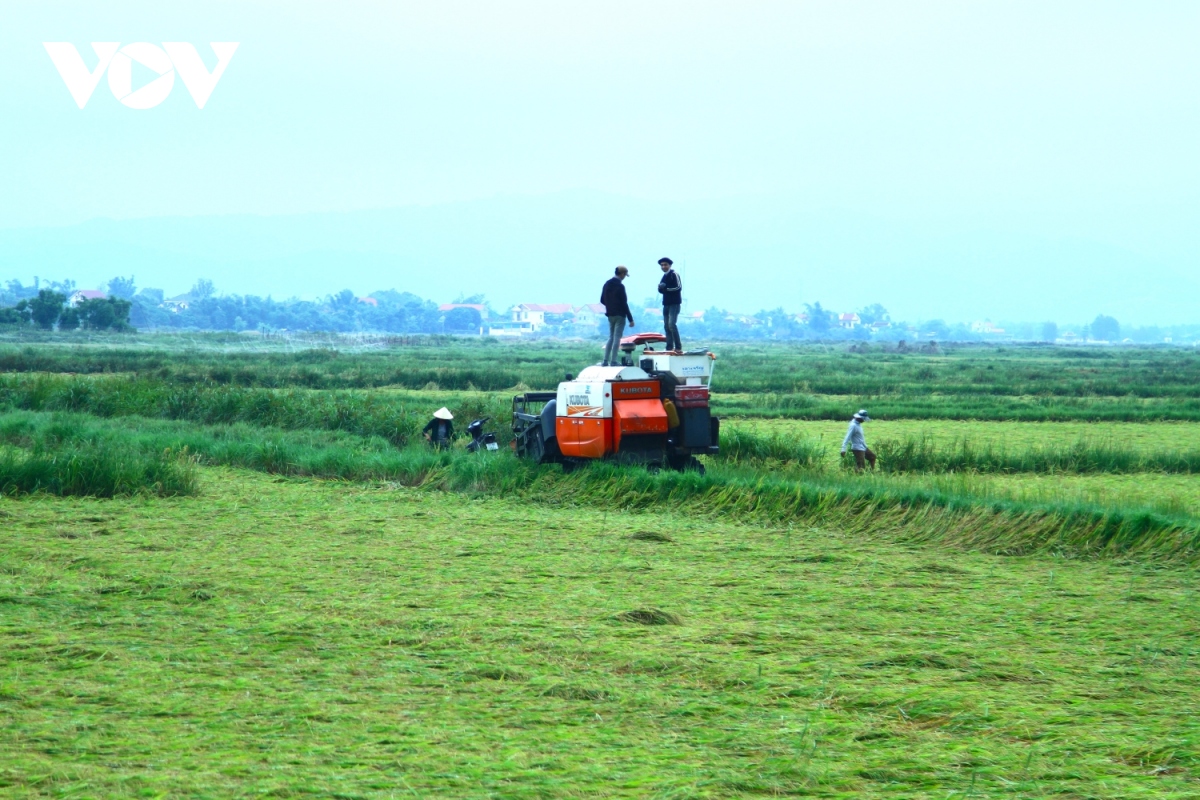 2.000 ha lúa bị ngã đổ do mưa lớn, Quảng Bình khẩn trương thu hoạch